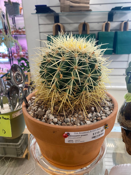 Echinocactus grusonii (#894668073)