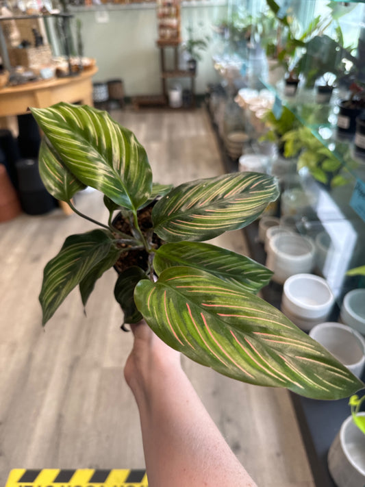 Calathea Beauty Star (4" Nursery Pot) [ID #30850832]