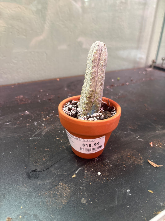 Euphorbia abdelkuri 'Pickle Cactus' (#761415582)
