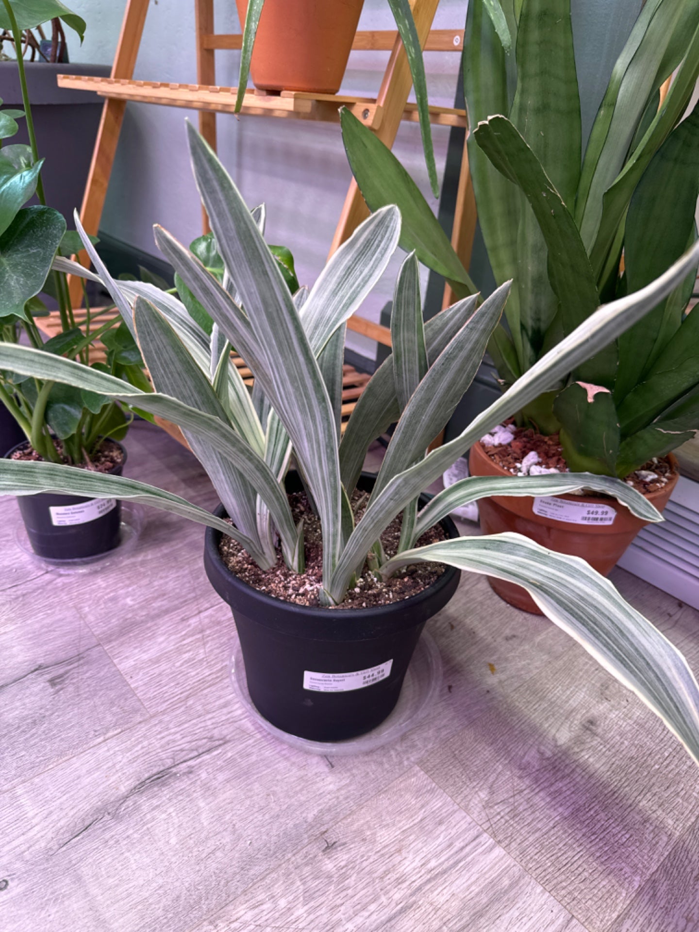 Sansevieria Suyuri (8" Plastic Pot) [ID #51554888]