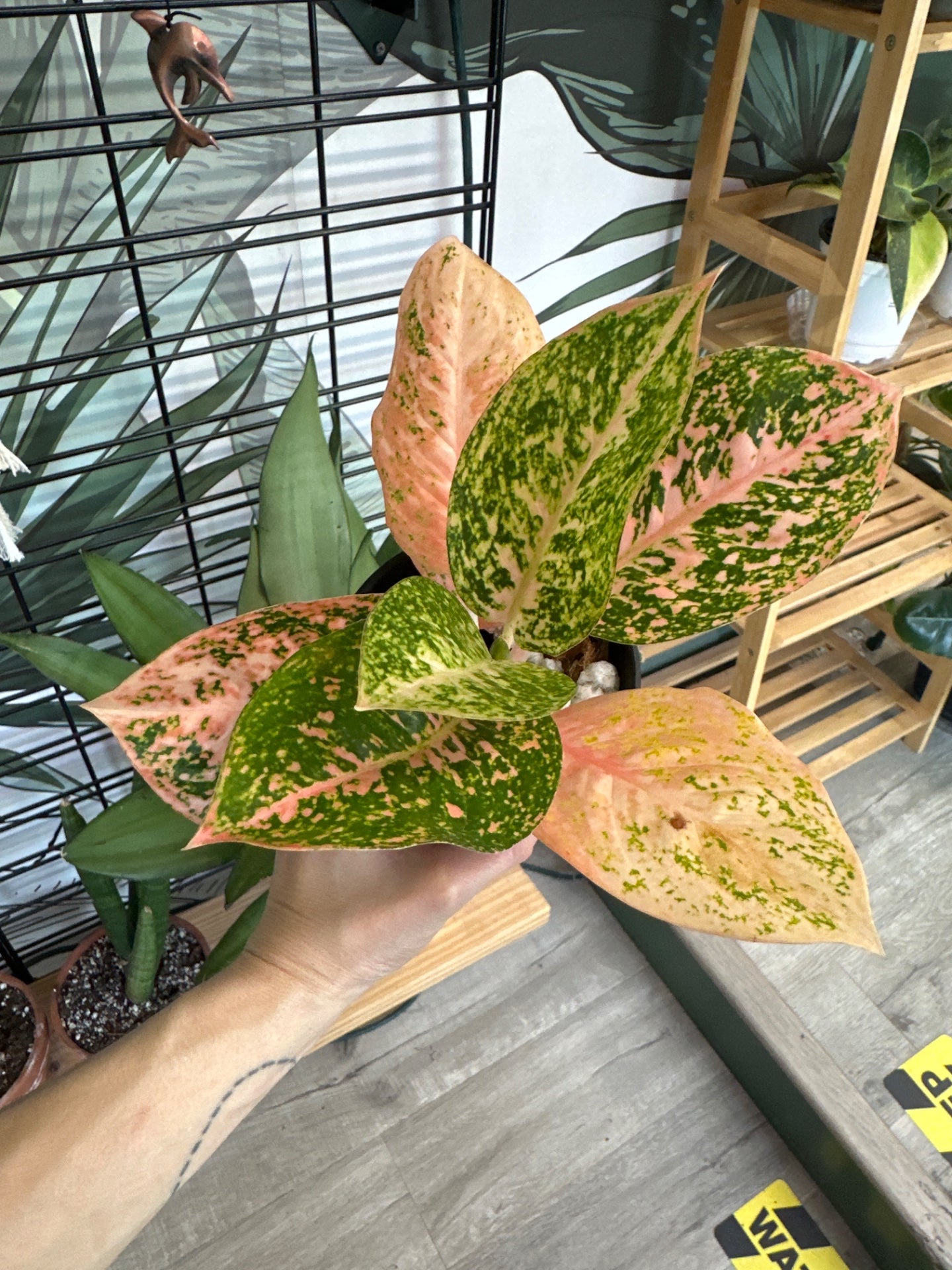 Aglaonema cv. 'Orange Stardust' (#497664413)