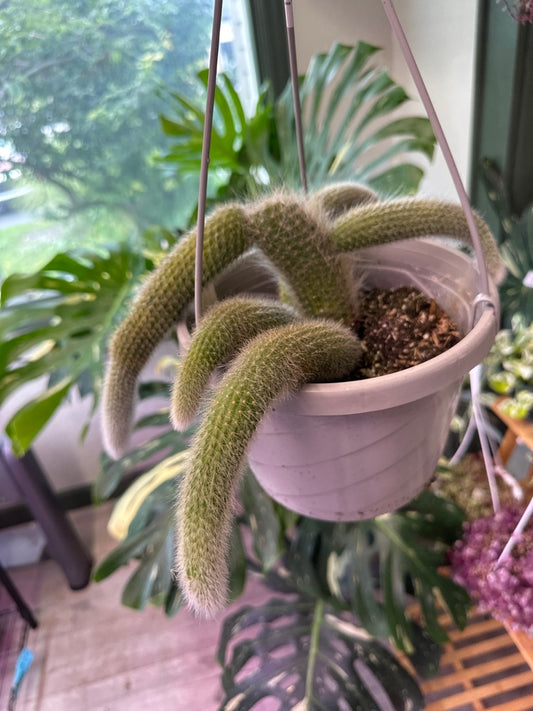 Cleistocactus Colademononis 'Monkey Tail' (#169125131)