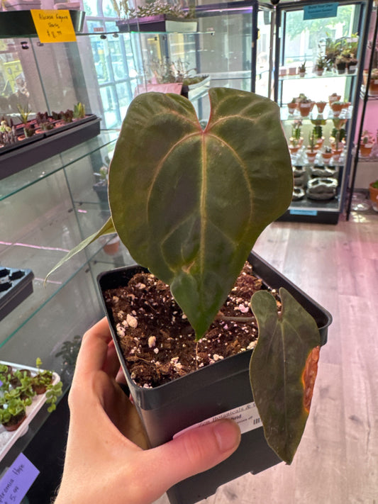 Anthurium AOS Hybrid 'x AOS bessea aff' (#499345098)