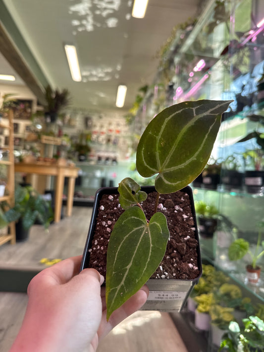 Anthurium noID (#916004580)