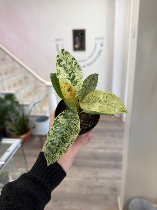 Ficus Cv. 'Shivereana' (#493693624)