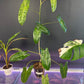 Philodendron Paraiso Verde [ID #12349035]