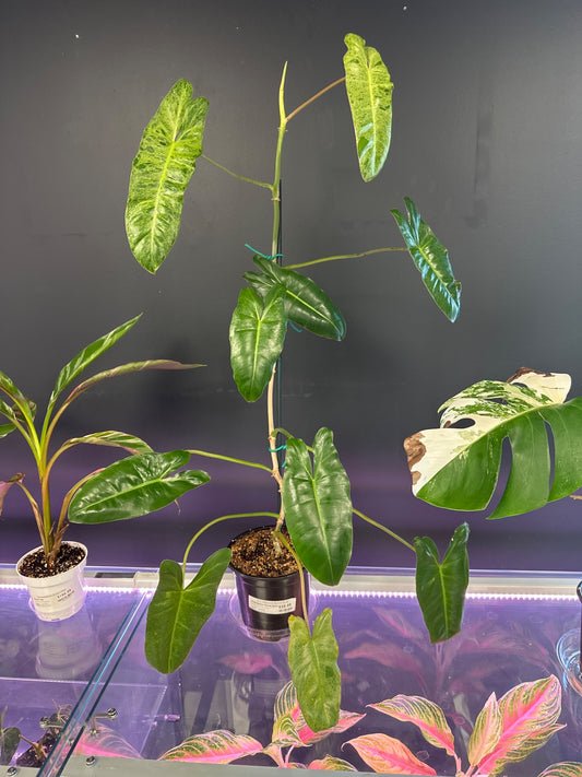 Philodendron Paraiso Verde [ID #12349035]