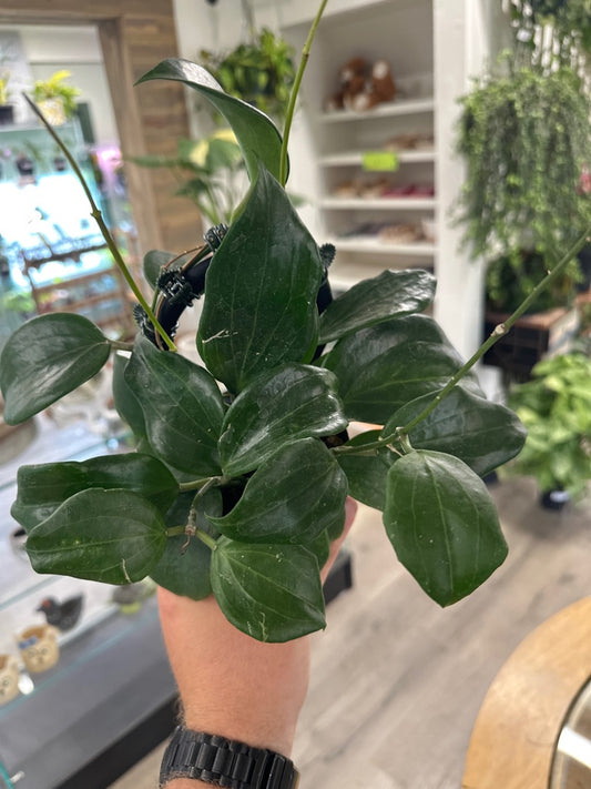 Hoya  quinquenervia (#216465643)