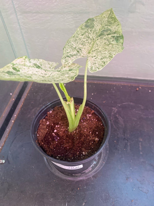 Alocasia Odora 'Batik Variegata' (#765002809)