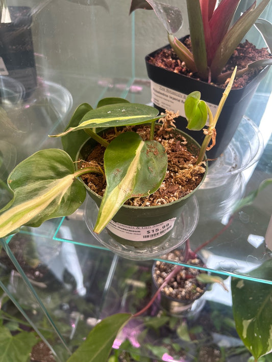 Philodendron Hederaceum 'Silver Stripe' (#518042978)