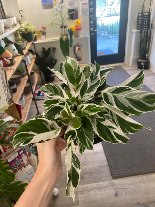 Calathea cv. 'White Fusion' (#2428773486)
