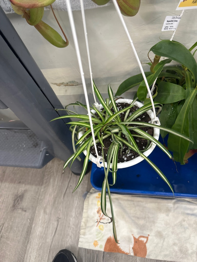Chlorophytum comosum 'Spider Plant' (#371986336)