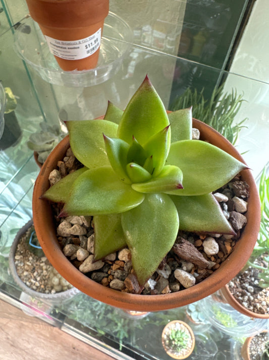 Echeveria Ebony (4" Clay Pot) [ID #62147373]