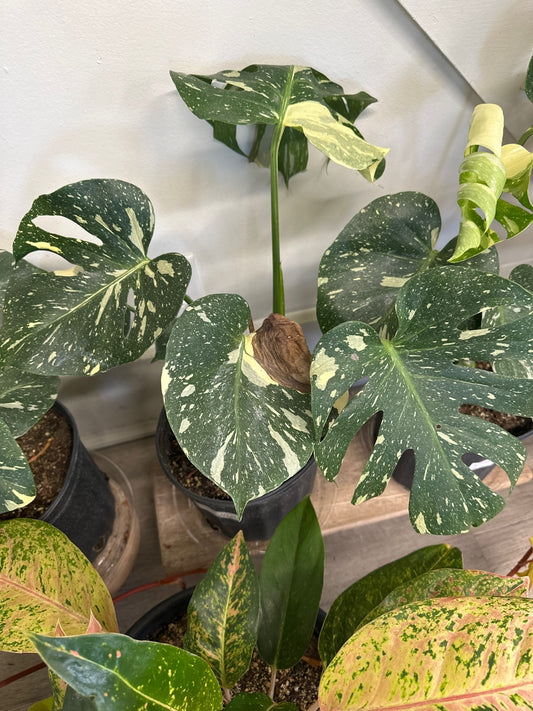 Monstera deliciosa 'Thai Constellation' (#621649552)