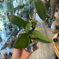 Hoya verticillata wibergiae (3") [ID #2625806]