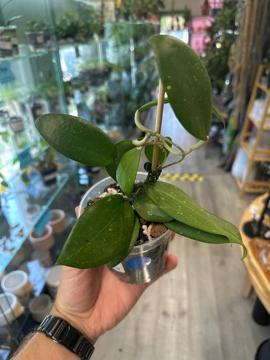 Hoya verticillata wibergiae (3") [ID #2625806]