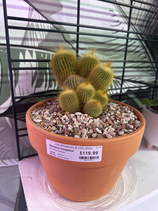 Notocactus leninghausi (#904327071)