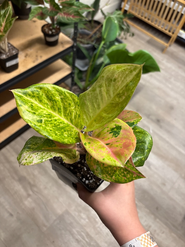Aglaonema – Zen Botanicals & Gift Shop