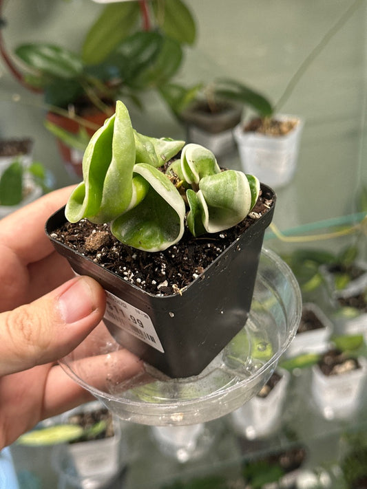 Hoya Compacta 'Variegated' (#623439689)