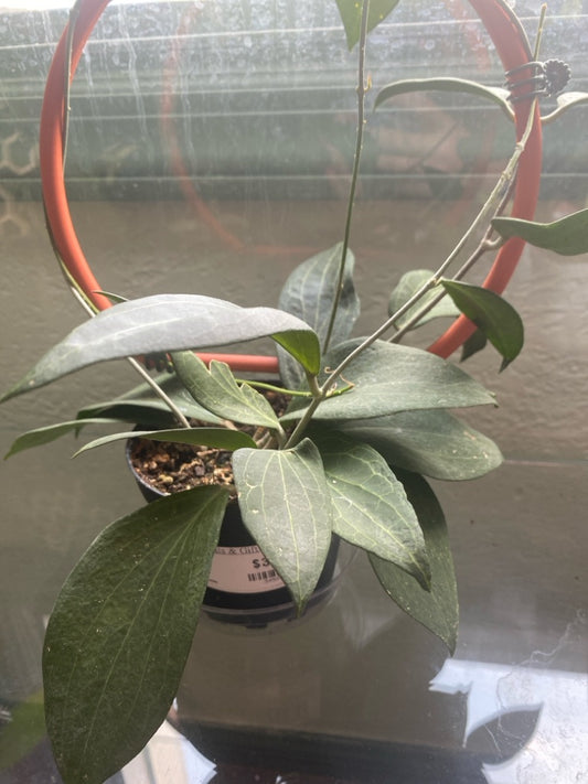 Hoya  pottsii (#345242564)