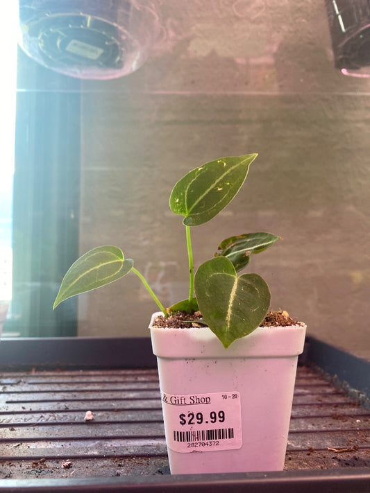 Anthurium noID '2x seedling' (#282704372)