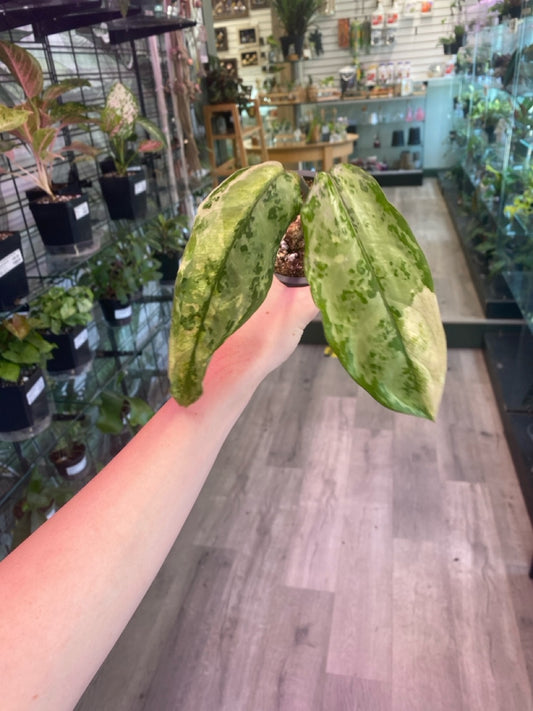 Aglaonema Manilla's Pride (3" Plastic Pot) [ID #33051624]