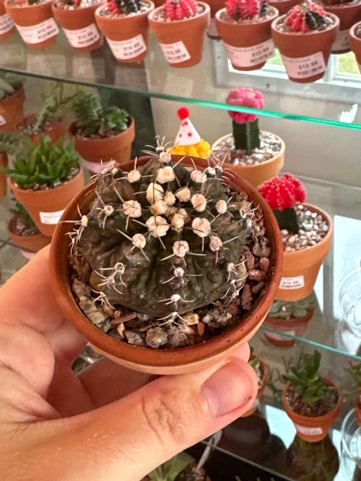 Gymnocalycium T-Rex (2.75") [ID #25486024685]