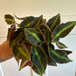Begonia Cv. 'listada' (#746721792)