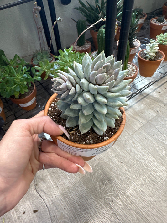 Echeveria cv. 'Estrella' (#347437940)