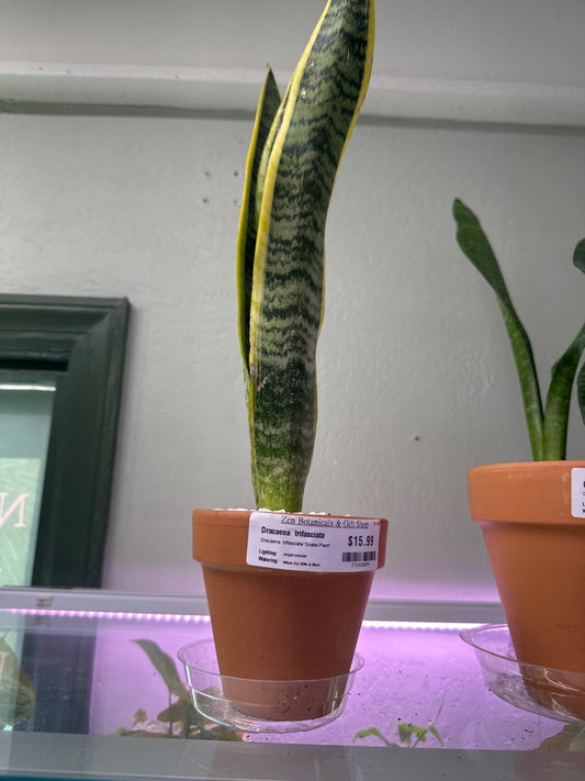 Dracaena  trifasciata 'Snake Plant' (#771428099)