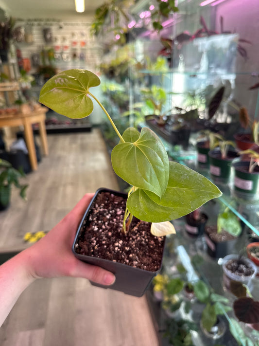 Anthurium decipiens (#350332210)