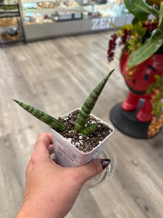 Sansevieria Boncel (#793322030)