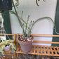 Senecio Anteuphorbium 'swizzle sticks' (#850137368)