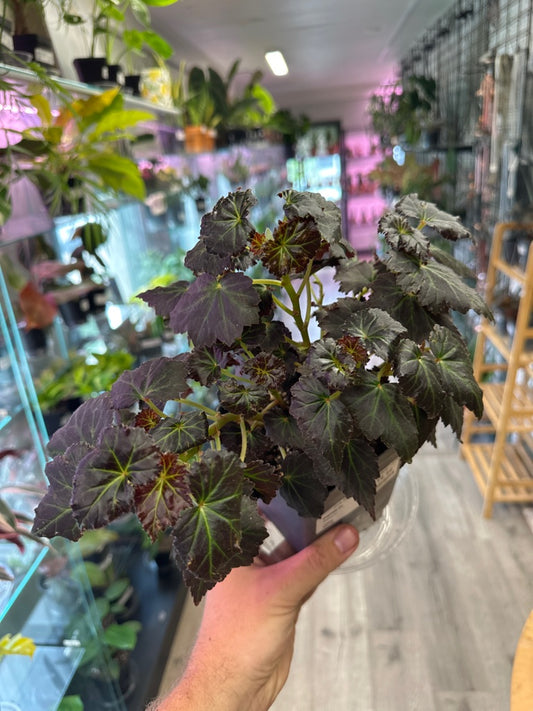 Begonia Cv. (#531916962)