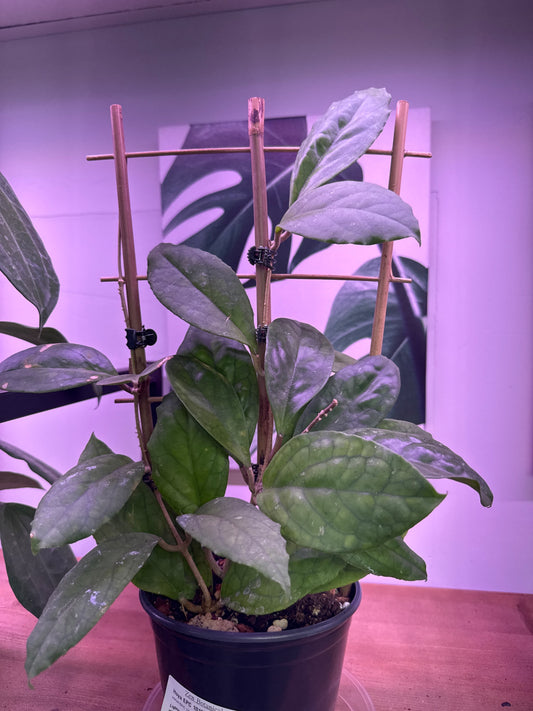 Hoya EPC 1015 'EPC 1015' (#150605632)