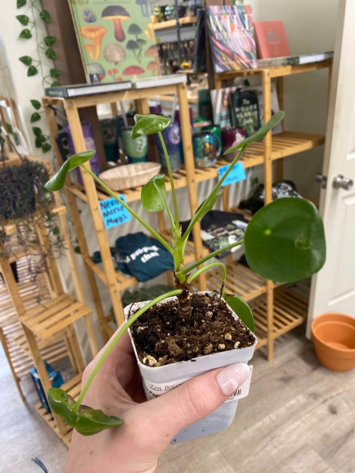 Pilea Peperomoides (3") [ID #56928958]