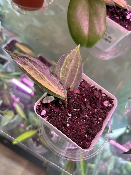 Hoya macrophylla 'Pot of Gold' (#697998548)