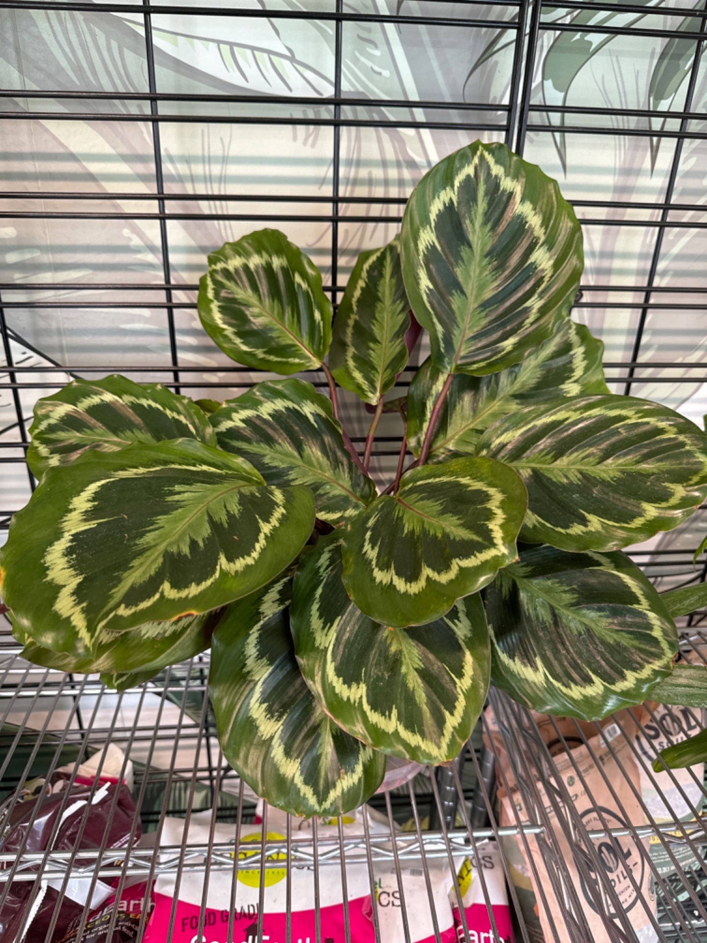 Calathea Rose Painted (8" Clay Pot) [ID #52936567]