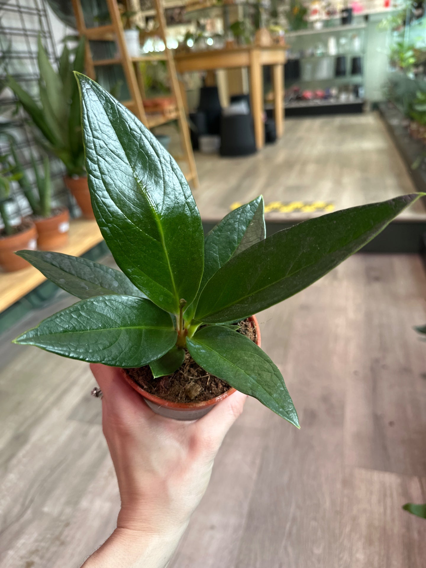Anthurium Red flag (#132283458)