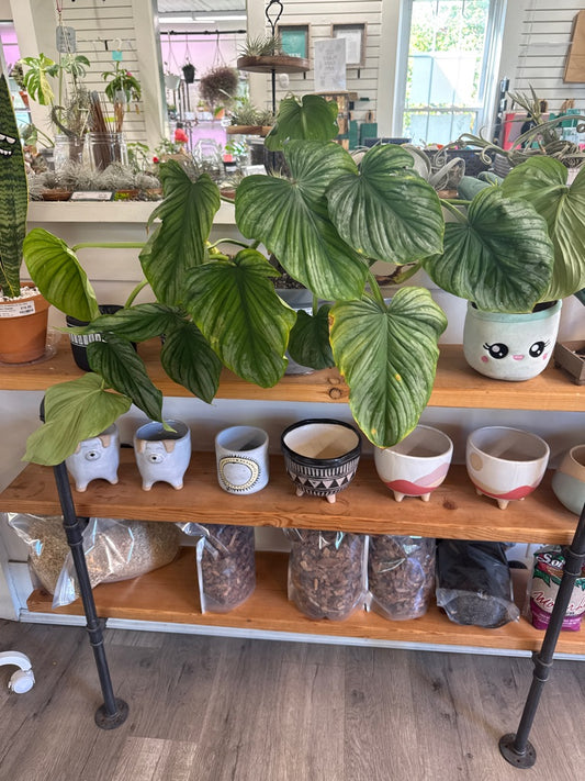 Philodendron Pastazanum (#176756918)