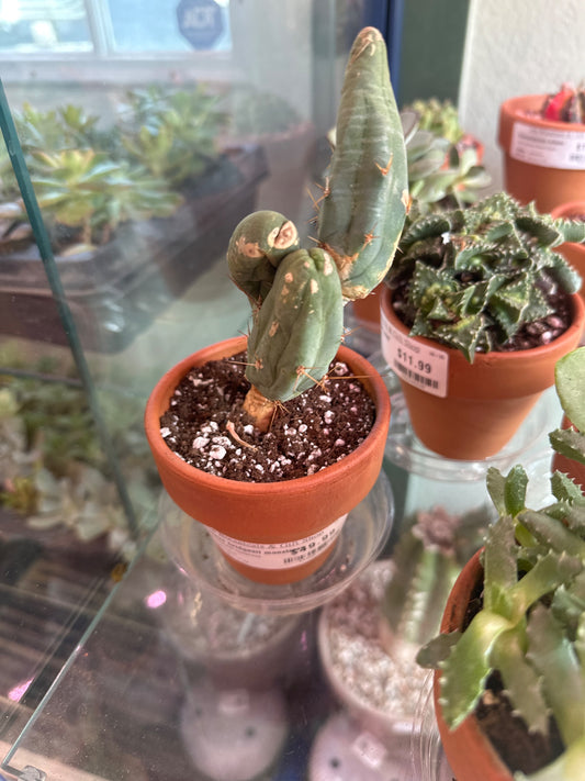 Trichocereus bridgesii monstrose (#112267455)