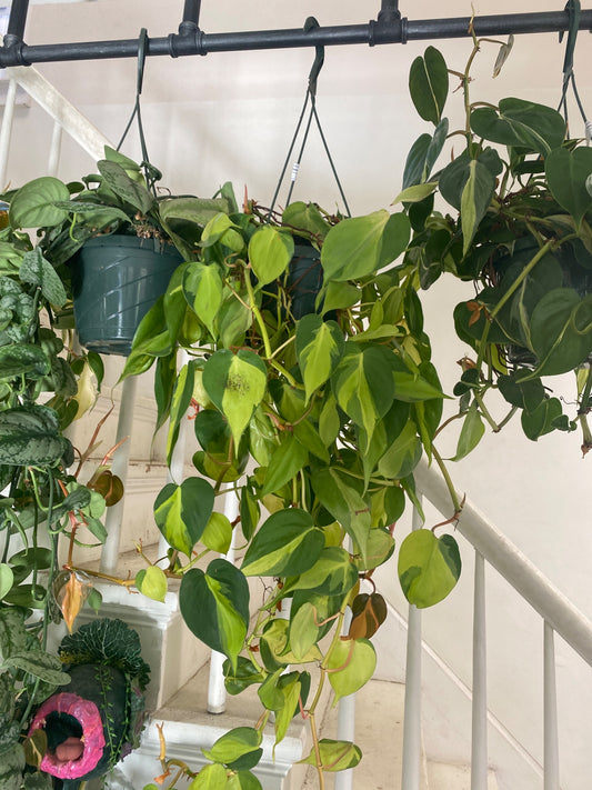 Philodendron hederaceum 'Brasil' (#985720370)