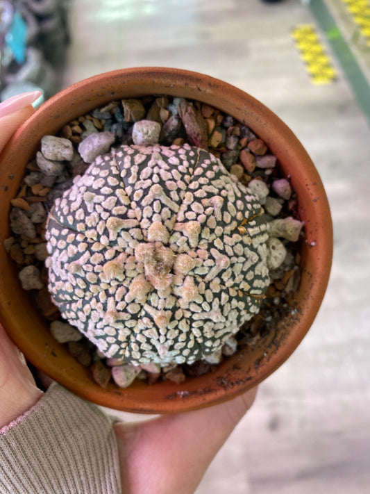 Astrophytum Super Kabuto (3.5") [ID #43587070]