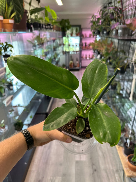 Philodendron Bipennifolium 'jerry horne' (#345437620)