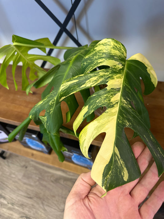 Monstera Aurea [ID #36805996]