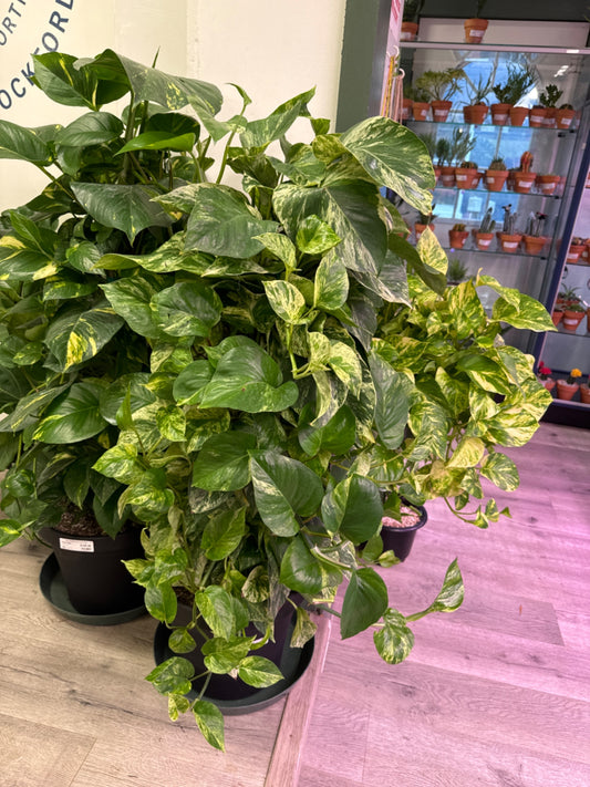 Pothos Marble Queen (12" Plastic Pot) [ID #60712123]