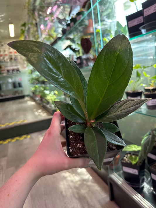 Anthurium Red flag (#655242118)