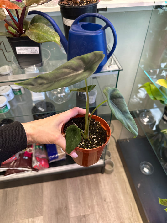 Alocasia cv. 'Venusta' (#565260934)