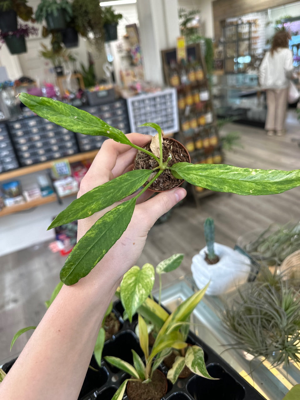 Anthurium vittarifolium 'Variegated' (#667116571)