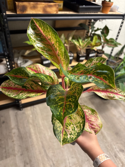 Aglaonema 10 Karat (#6307804687)